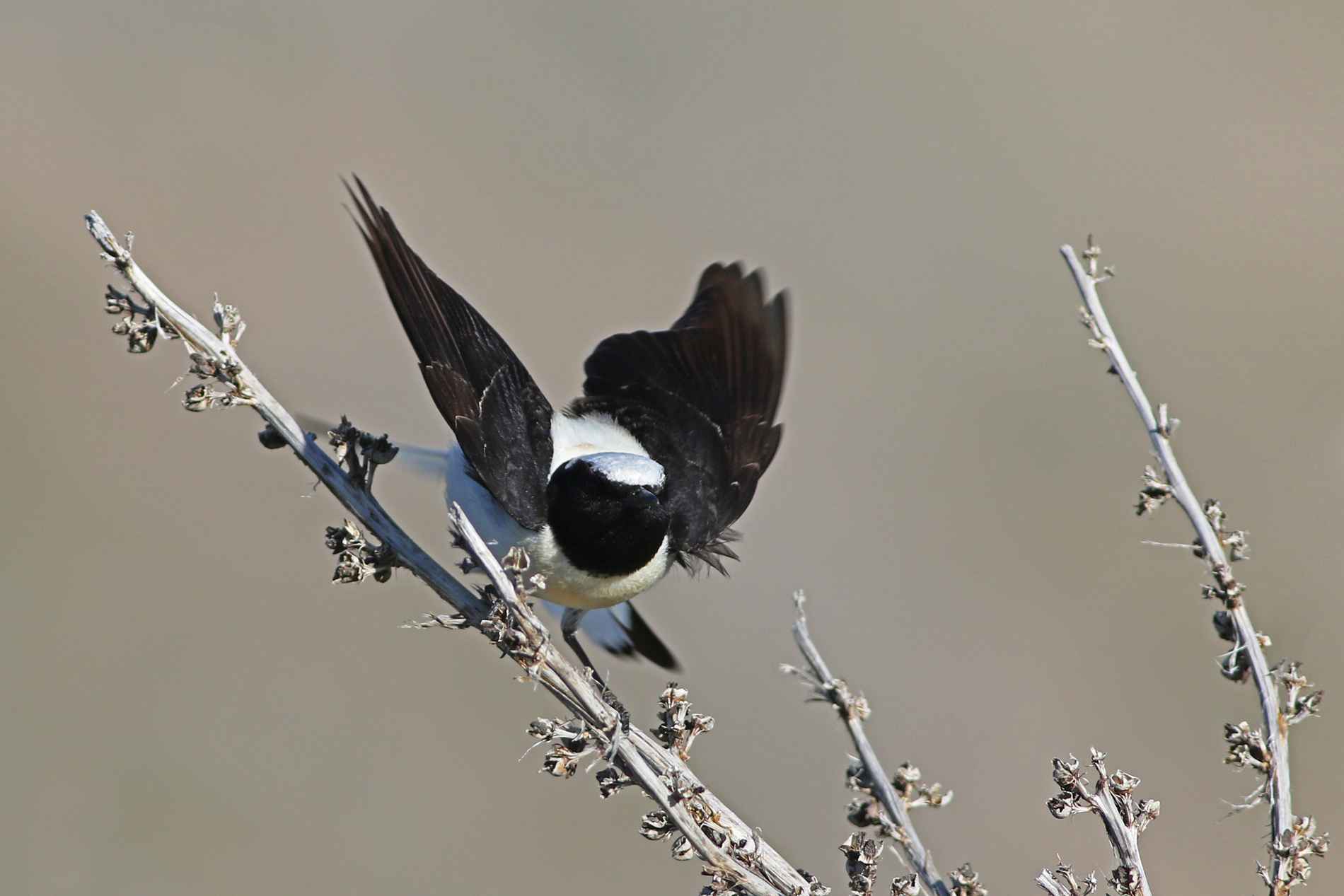 Black-eared Wheatear